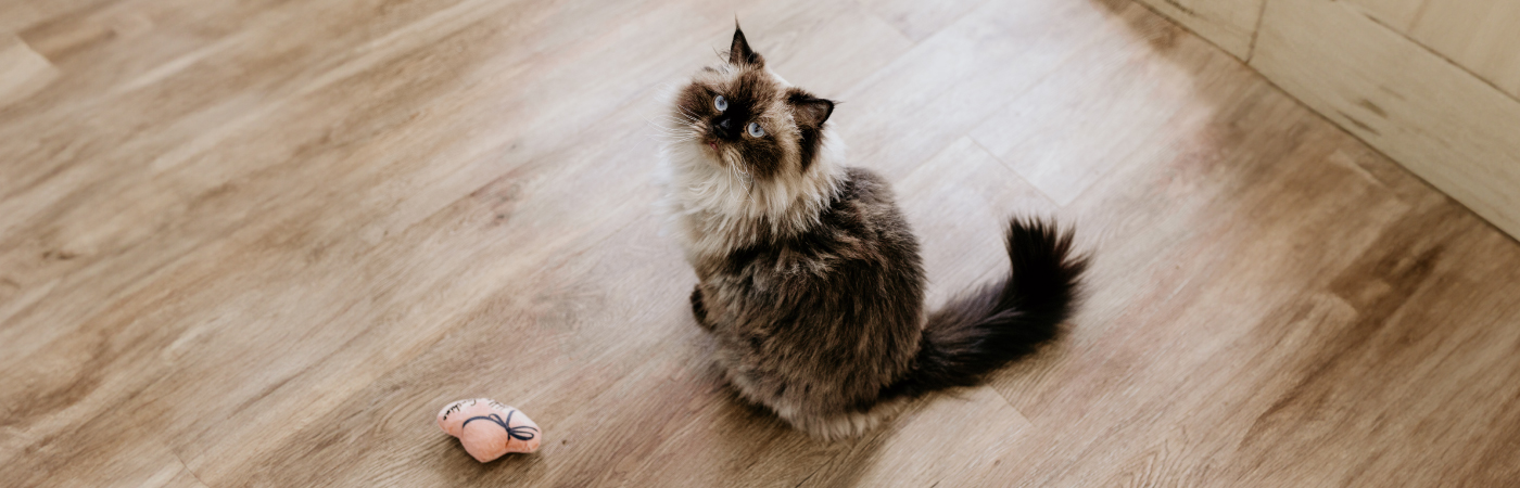 Cute cat banner